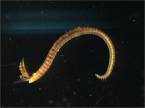 Saltmarsh worm (Streblospio benedicti) from the mudflats Notice the banded branchae and the clear feeding palps. Plum Island Estuary, Massachusetts