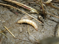 Green head larva (maggot), Tabanus. A predator of small arthropods. Coffee bean snail, Melampus bidentatus. Rowley, Massachusetts.