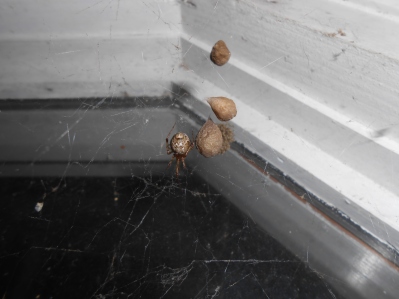 The common house spider (Parasteatoda tepidariorum). Duley's house, Fayetteville, Arkansas
