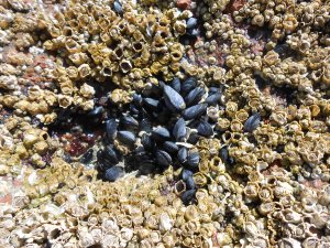 Blue mussels and barnacles, Acadia, Maine