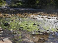 Algae fed by nutrients in freshwater stream