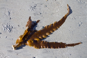 Brown kelp on the beach. Note the blades and holdfast. Photo: Alison Gould, http://agould.carbonmade.com/ 