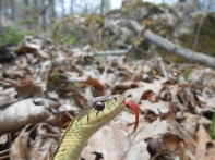 Common Garter Snake, Thamnophis sirtalis, Newbury, Massachusetts (6)