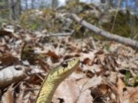 Common Garter Snake, Thamnophis sirtalis, Newbury, Massachusetts (8)