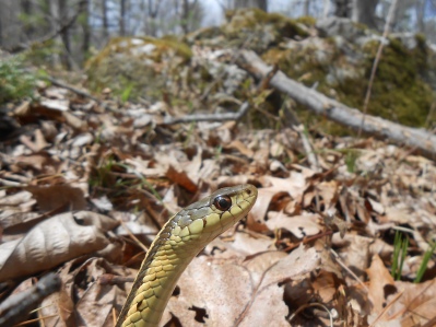 Common Garter Snake, Thamnophis sirtalis, Newbury, Massachusetts (9)