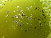 Hydrobiid snails crawling on the underside of the waters surface