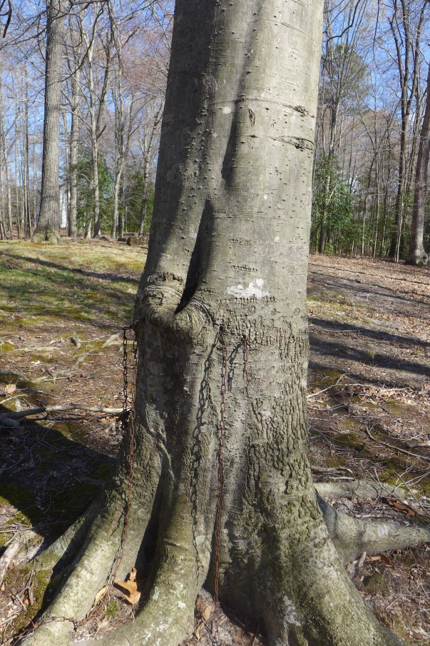 Ogre tree chomps on chains, Williamsburg, VA (4)