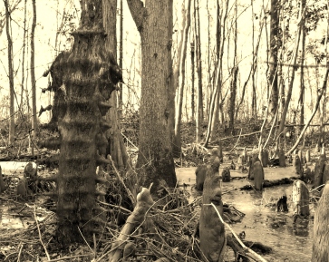 Swamp backbone (1)